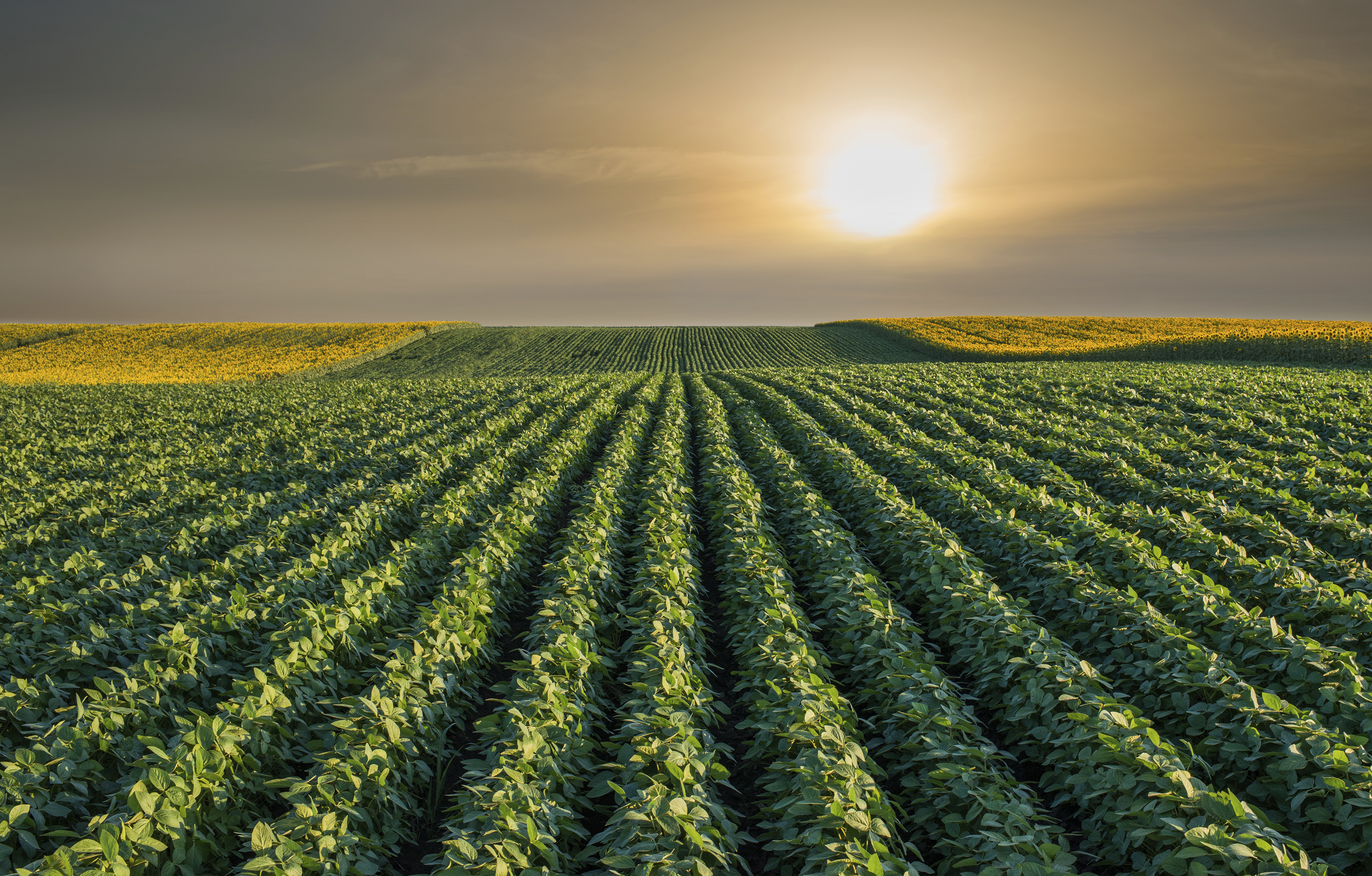 Soybean Field